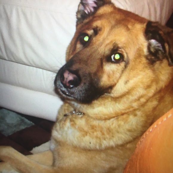 Posh Ambassador. - Picture 7 of 12